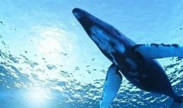 蓝鲸黑肉爆料视频大全集,视频大全集深度剖析